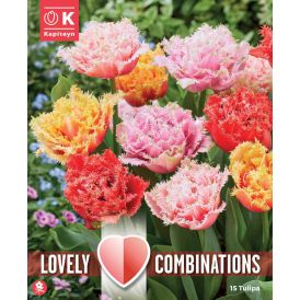 Combi Tulp Double Crispa mix 15 tk