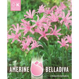 Suureõieline neriine 2 tk