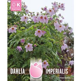 Daalia Imperialis 2 tk