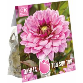 Daalia Ton Sur Ton 3 tk