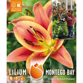Hübriidliilia Monte Bay 3 tk