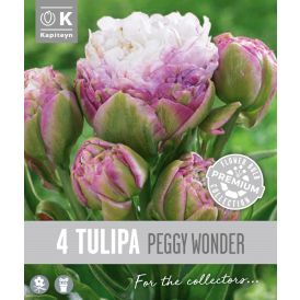 Tulp Kapiteyn  Double Late Peggy 4 tk