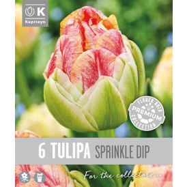 Tulp Kapiteyn Double Late Sprinkle 6 tk