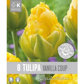Tulp Kapiteyn Double Late Vanilla 8 tk