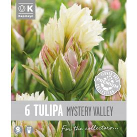 Tulp Kapiteyn Double Fosteriana Mystery 6 tk