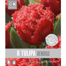 Tulp Kapiteyn Double Fringed Bendigo 8 tk
