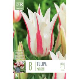 Tulp Kapiteyn Lily Flowered Marilyn 8 tk