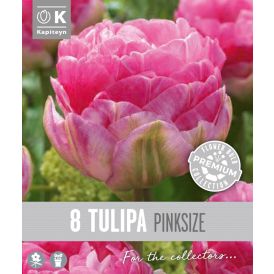 Tulp Kapiteyn Double Late Pink 8 tk