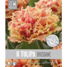 Tulp Kapiteyn  Double Fringed Brisbane 8 tk