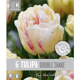 Tulp Kapiteyn Double Late 6 tk