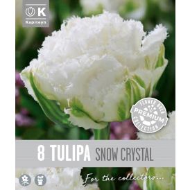 Tulp Kapiteyn Double Fringed Snow 8 tk