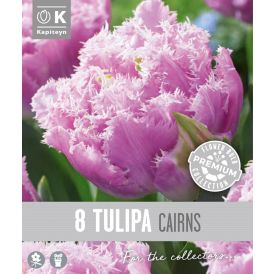 Tulp Kapiteyn Double Fringed Cairns 8 tk