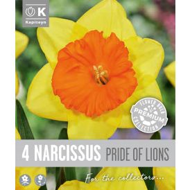Nartsiss Kapiteyn Large Cupped 4 tk
