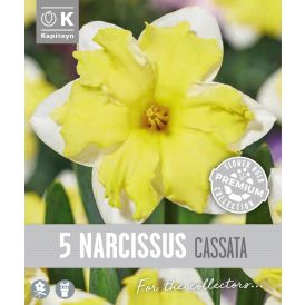 Nartsiss Kapiteyn Collar Cassata  5 tk