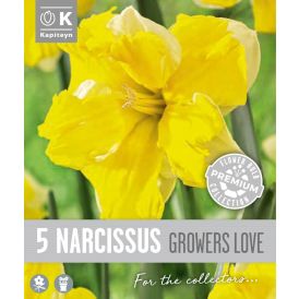 Nartsiss Kapiteyn Collar Growers 5 tk