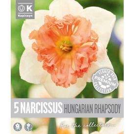 Nartsiss Kapiteyn Collar Hungaria 5 tk