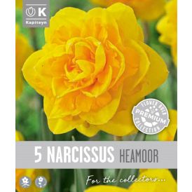 Nartsiss Kapiteyn Double Heamoor 5 tk