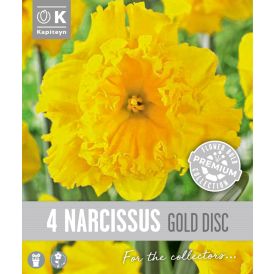 Nartsiss Kapiteyn Collar Gold 4 tk