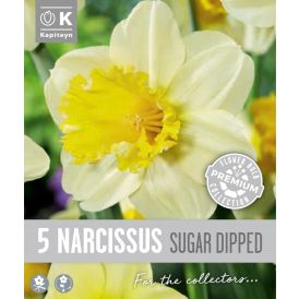 Nartsiss Kapiteyn Large Cupped 5 tk