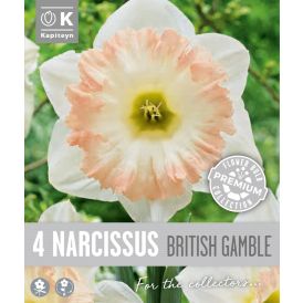 Nartsiss Kapiteyn Trumpet British 4 tk