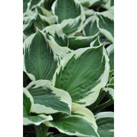 Hosta Patriot