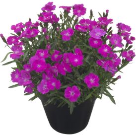 Hübriidnelk Tasha® Ø 12 cm