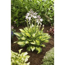 Hosta  Colored Hulk