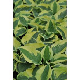 Hosta Wide Brim