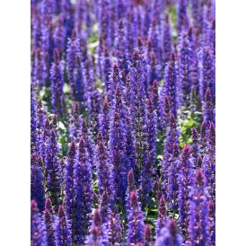 Salvia Sensation Deep Blue                         