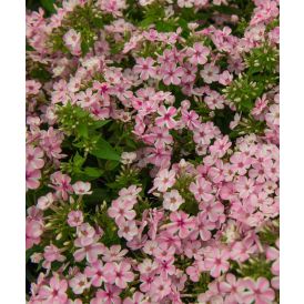 Aed-Leeklill "‘Early Pink Candy"® Ø 17 cm