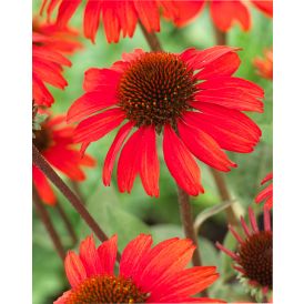 Purpur-siilkübar SunSeekers Red