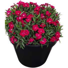 Hübriidnelk Sherise®  Ø 12 cm