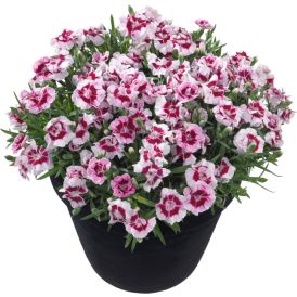 Hübriidnelk Keylee® Ø 12 cm