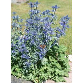 Aed-ogaputk Big Blue  P17