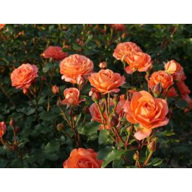 PEENRARAOOS PHOENIX ROSA PHOENIX