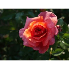 Roniroos Naranga 12