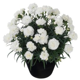 Hübriidnelk Mihkel Saar Odessa Pure White Ø 12 cm