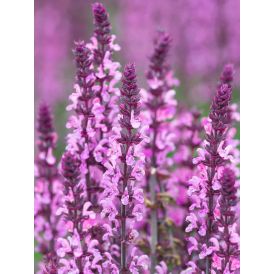 Metssalvei Mihkel Saar Deep Rose