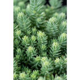 Kalju-kukehari Blue Spruce P12