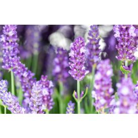Lavendel Spear Blue 