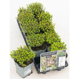 Sidrun- liivatee Mihkl Saar Lemon Variegata
