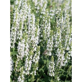 Metssalvei Sensation White C2