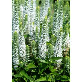 Kassisaba Snow Candles C1,4