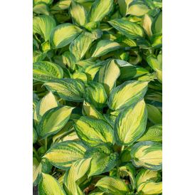 Hosta Great Expectation C1,4
