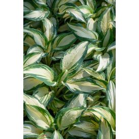 Hosta Hansa C1,4