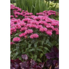 Monarda Mihkel Saar Bubblegum Blast C 2