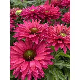 Siilikübar SunSeekers Sweet Fuchsia C3