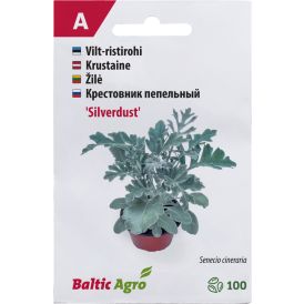 Vilt-ristirohi Baltic Agro ‘Silverdust’ 100 pilli