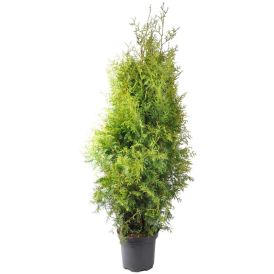 Harilik elupuu 120-140 cm