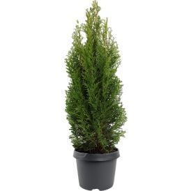 Harilik elupuu Smaragd Ø 19 cm